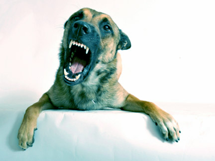 Most dogs in never hurt anyone. Contact a Dog Bite Lawyer if a dog has attacked you!