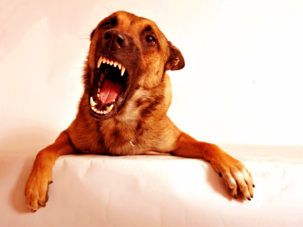 Lakewood dog attack attorneys work with you to seek repayment for your injuries.