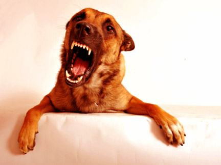 Dog bite lawyers in Mentor Mentor dog attack attorneys work with you to seek repayment for your injuries.