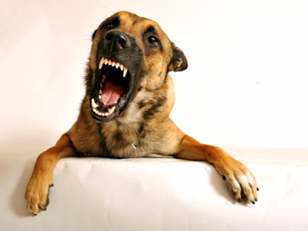 Your Vestavia Hills dog bite lawyer will help you recover the financial damages you need to make a full recovery.