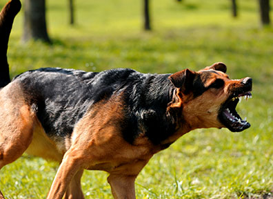 Metairie dog attack attorneys work with you to seek repayment for your injuries.