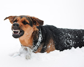 Dog attack lawyers in Los Angeles Your Los Angeles dog bite lawyer will help you recover the financial damages you need to make a full recovery.