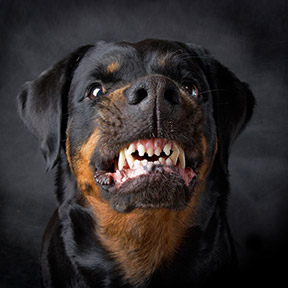 Middletown dog attack attorneys work with you to seek repayment for your injuries.