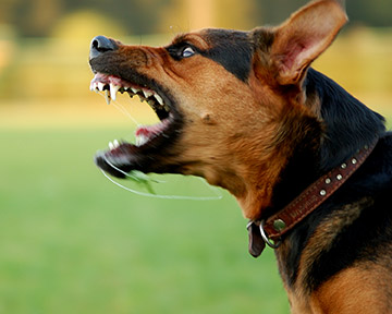 Lorain dog attack attorneys work with you to seek repayment for your injuries.