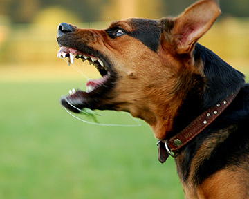 Dog bite lawyers in Lorain Lorain dog attack attorneys work with you to seek repayment for your injuries.