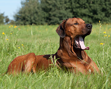 Dog bite lawyers in Wilkes Barre Wilkes Barre dog bite lawyers seek repayment for medical costs, as well as other costs associated with the dog attack.
