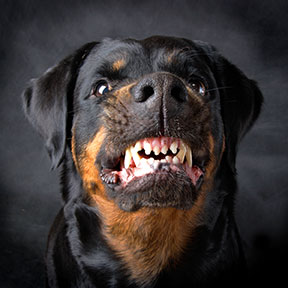 Your Vallejo dog bite lawyer will help you recover the financial damages you need to make a full recovery.